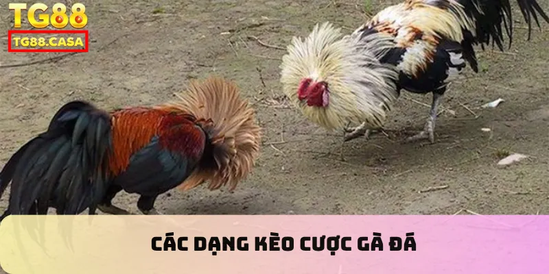 Các dạng kèo cược đá gà